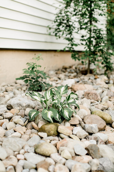 Lakehouse Flower Beds- During