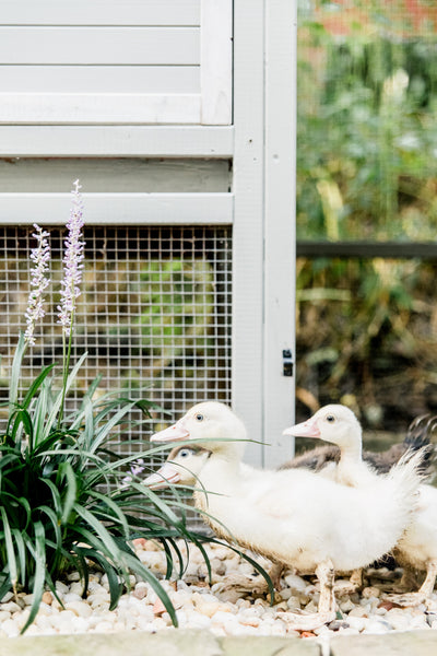 Duck/Quail Houses + Landscaping