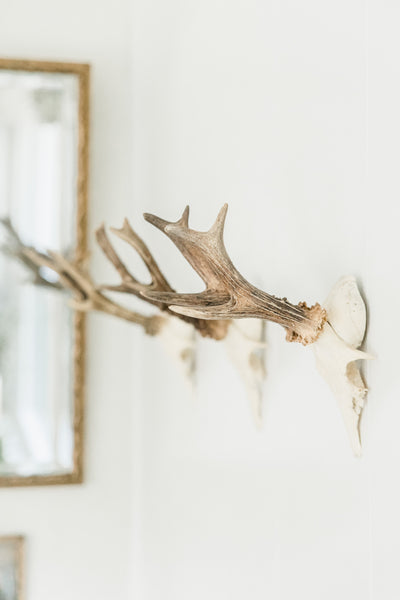 Roe Deer Mounts