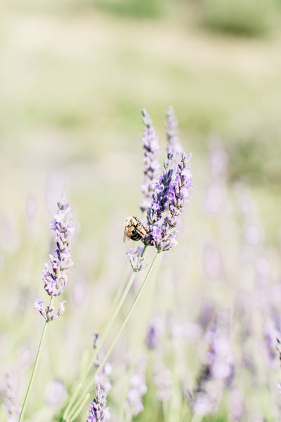 Lavender Fields