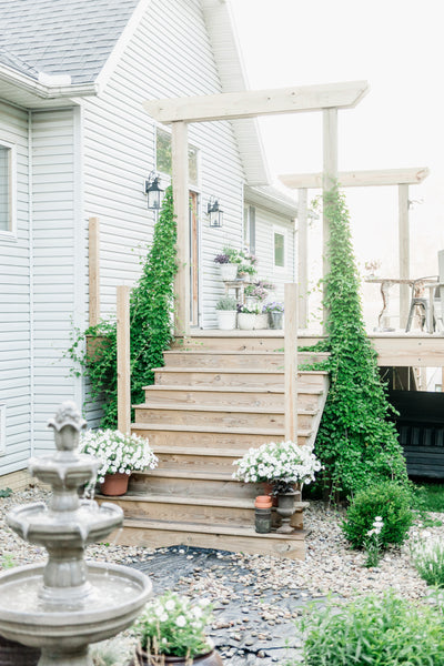 Silver Lace Vine & Porch Arbor