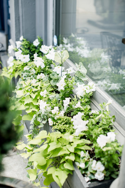 Shoppe Window Boxes- Cool Caladiums
